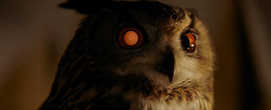 Tyrell's Owl