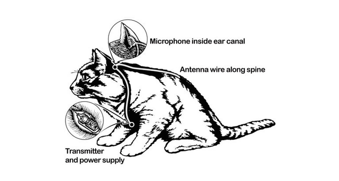 Acoustic kitty