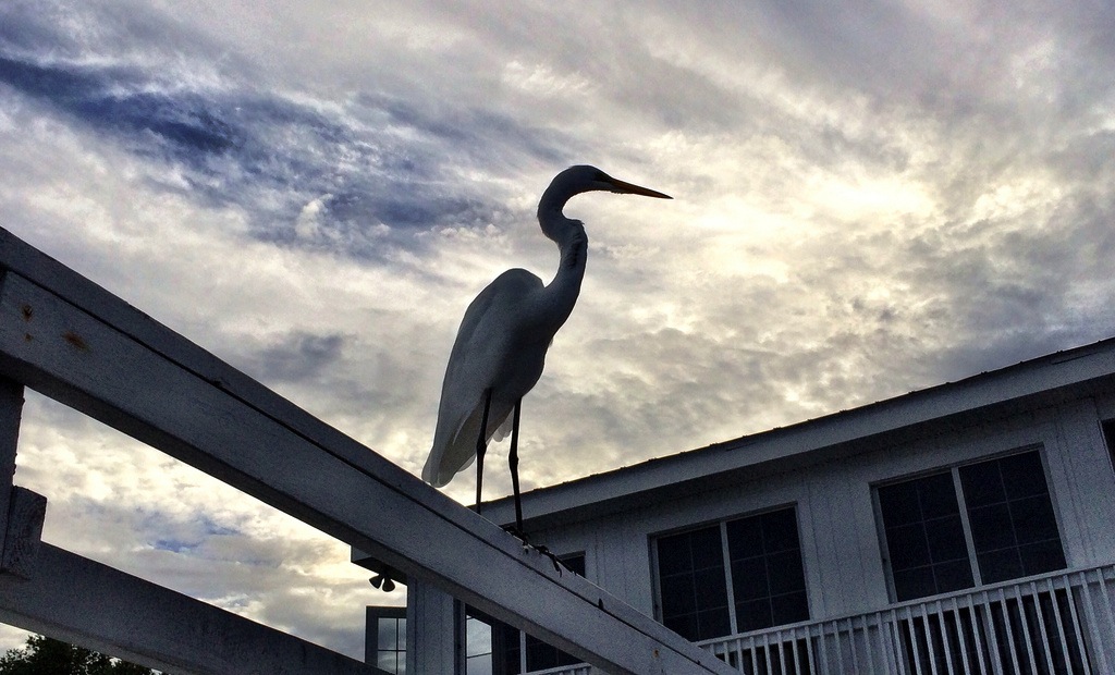 Egret