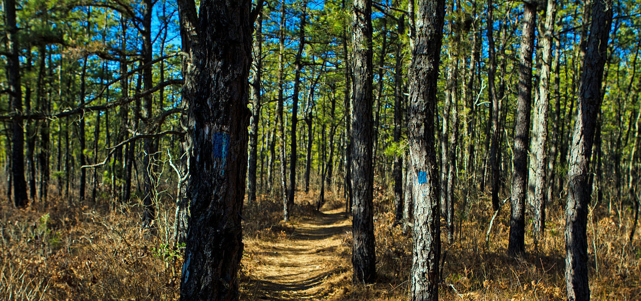 The Pine Barrens