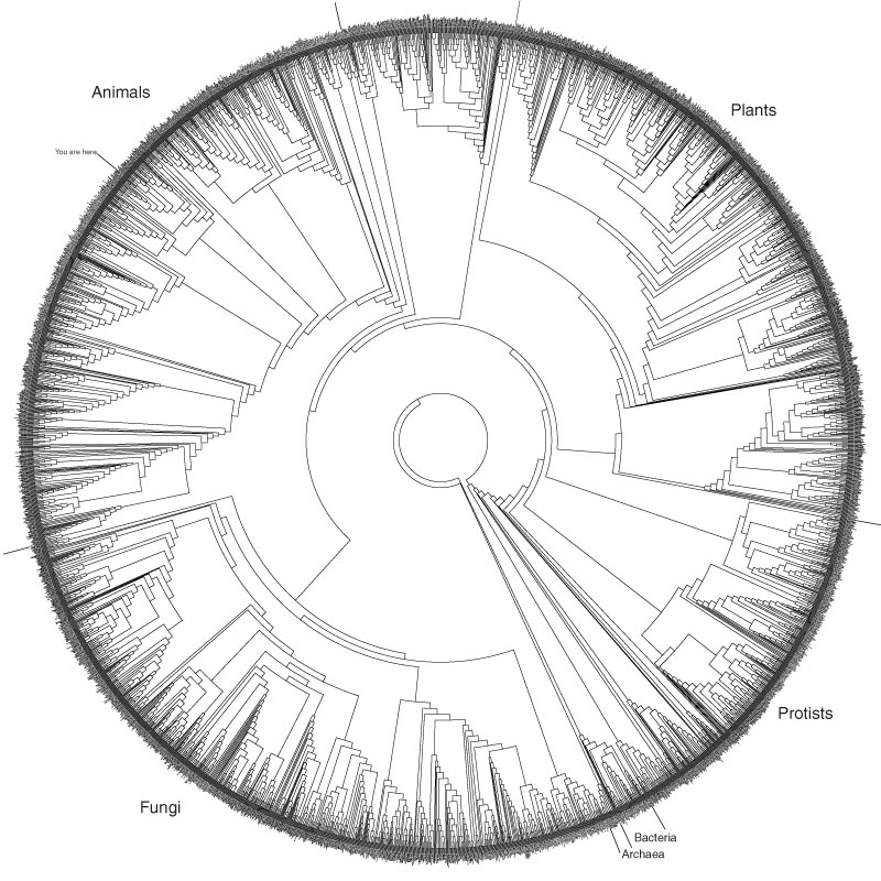 Tree of life circle